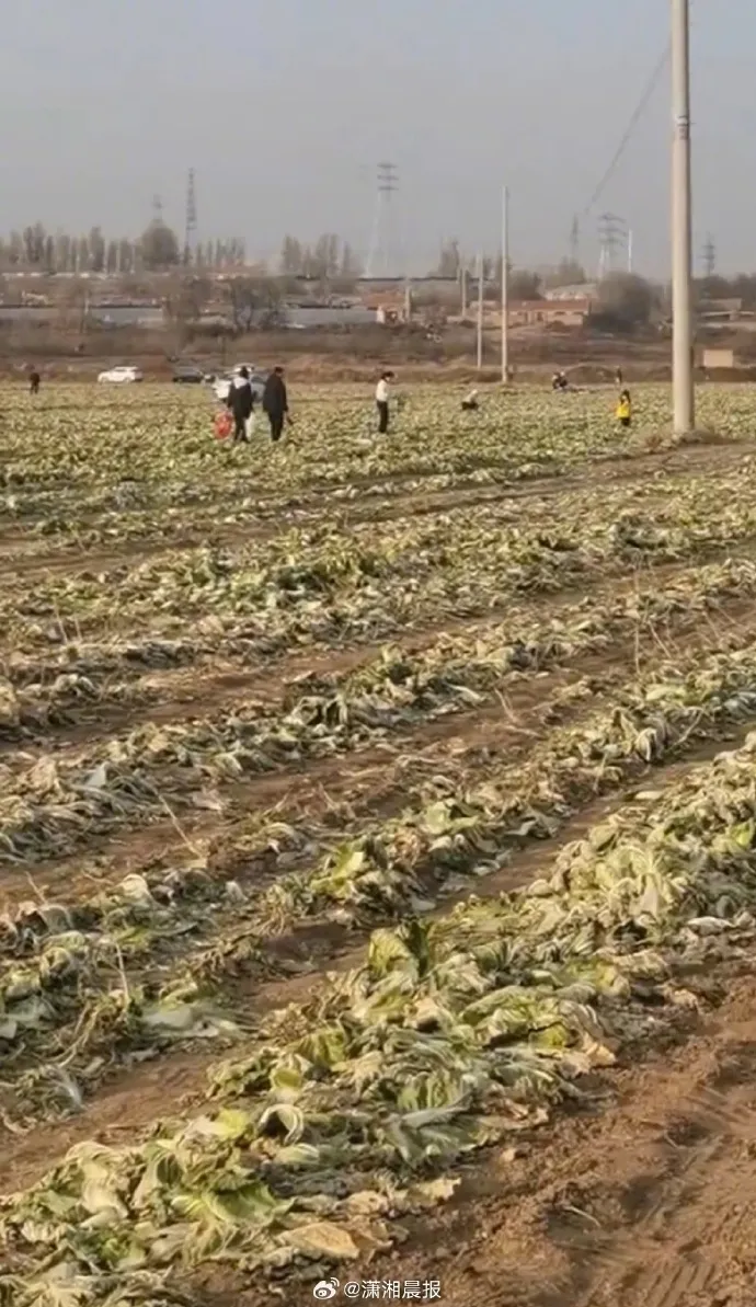 白菜免费事件_近200亩白菜被哄抢 官方通报_内蒙古白菜遭哄抢