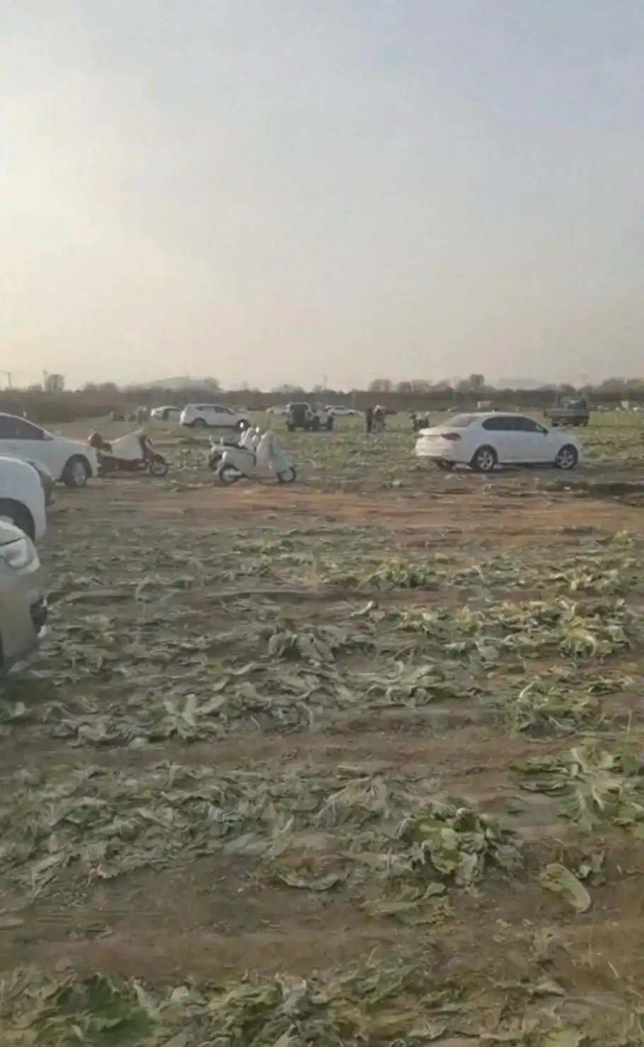 网民传播免费采白菜信息，致赤峰菜农200亩待收白菜遭哄抢，损失近百万元，官方通报：成立联合调查组展开调查处置