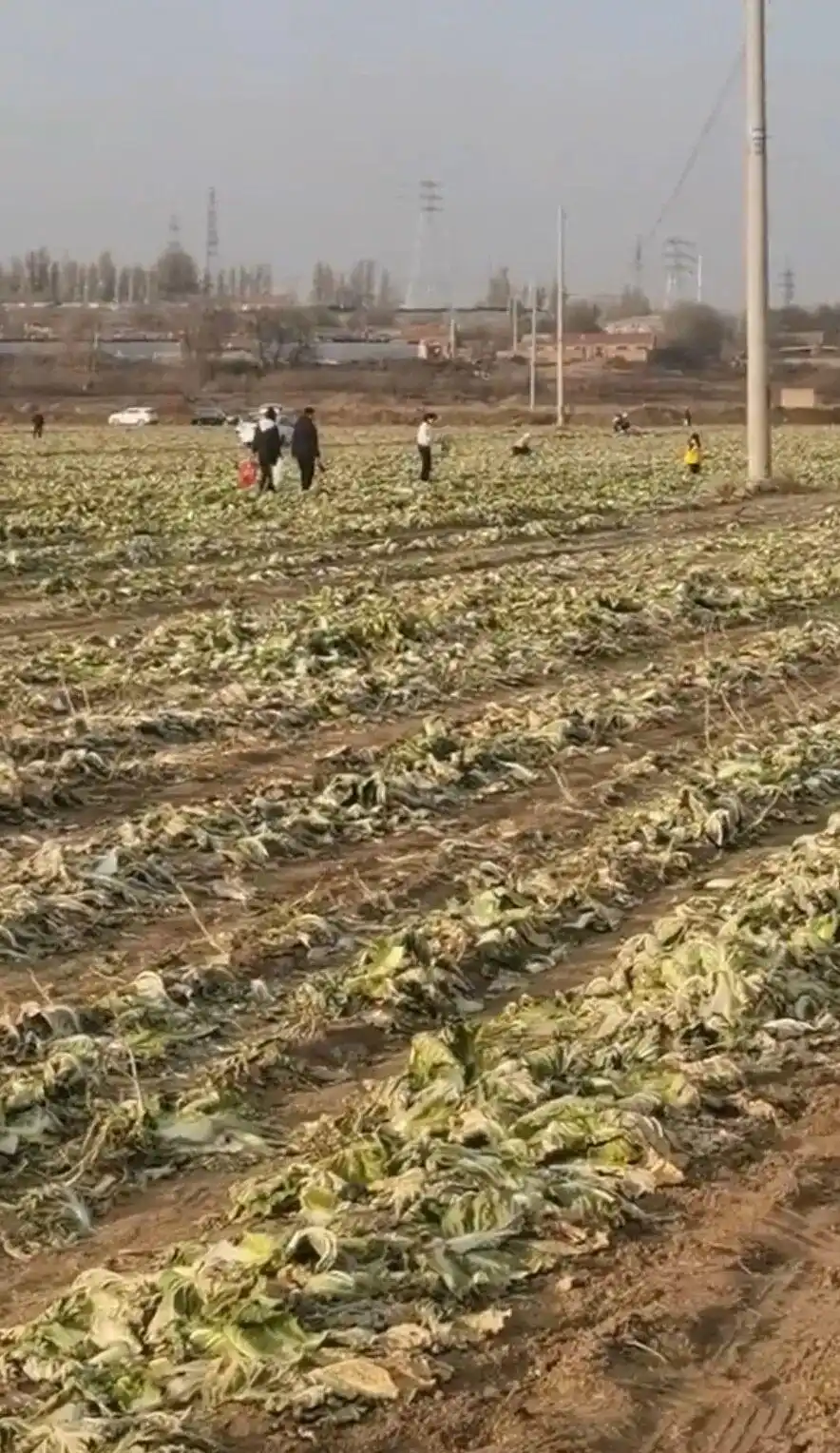 近200亩白菜被哄抢 官方通报_内蒙古赤峰白菜免费采摘调查_内蒙古赤峰菜地白菜被盗采事件