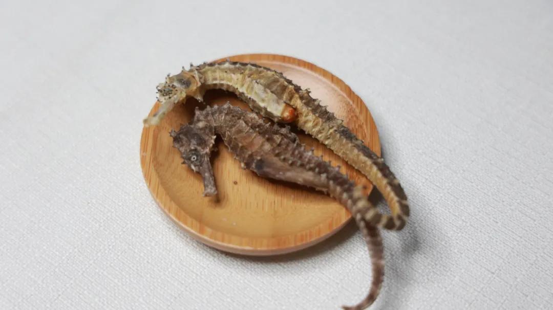 海马药用功效_海马中医治疗_壮阳的药物