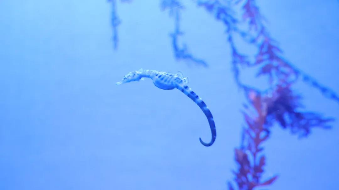 海马药用功效_海马中医治疗_壮阳的药物