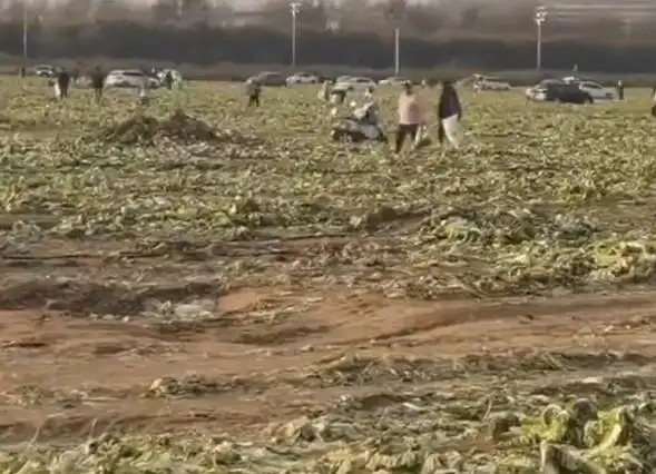 白菜免费事件_近200亩白菜被哄抢 官方通报_内蒙古白菜被白采