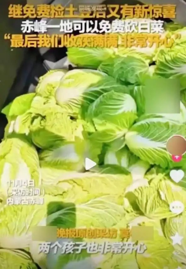 近200亩白菜被哄抢 官方通报_白菜免费事件_内蒙古白菜被白采