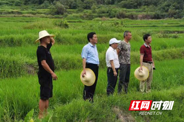 富硒高档优质稻多点示范_株洲市农业科学研究所_富硒农业技术指导