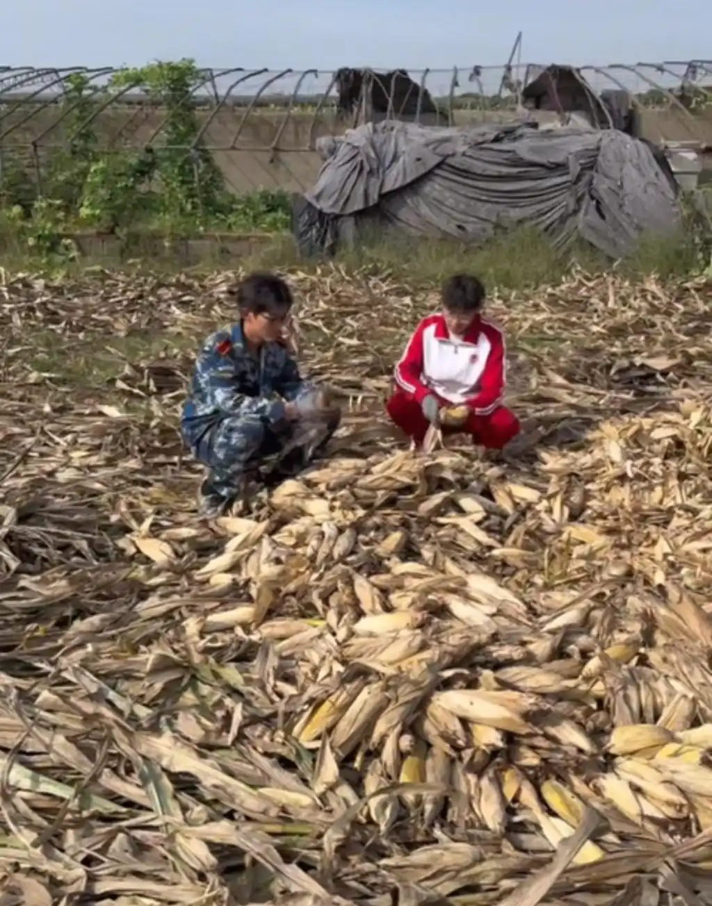 青岛农业大学学生帮父母掰玉米_大学生国庆掰玉米_大学生8天假期掰了7天半玉米