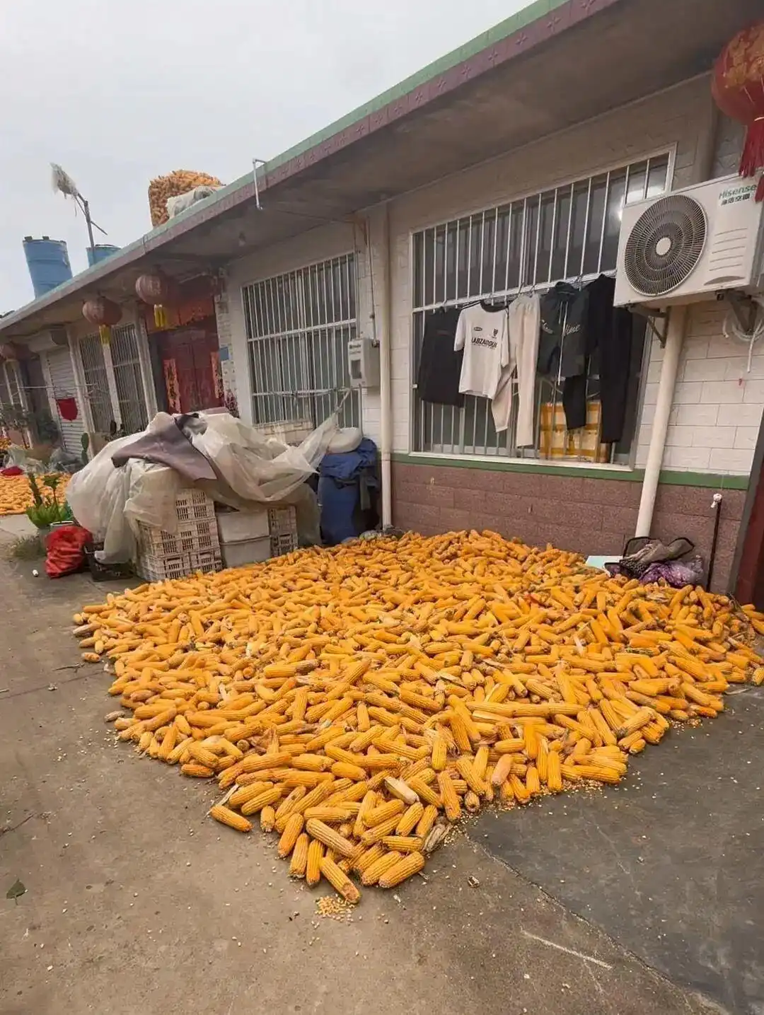 大学生8天假期掰了7天半玉米_大学生国庆掰玉米_国庆假期在家掰玉米