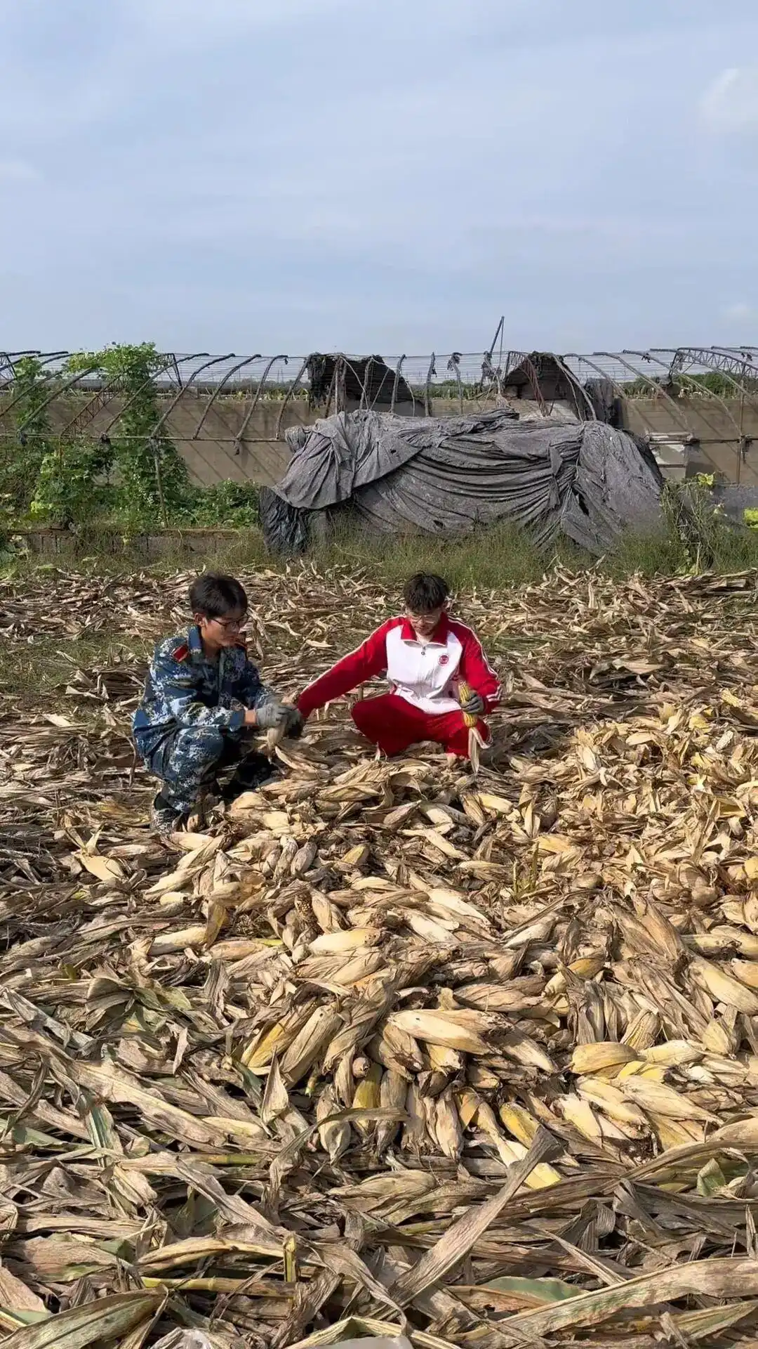 “大学生回家掰了7天半玉米”，为何打动人心？