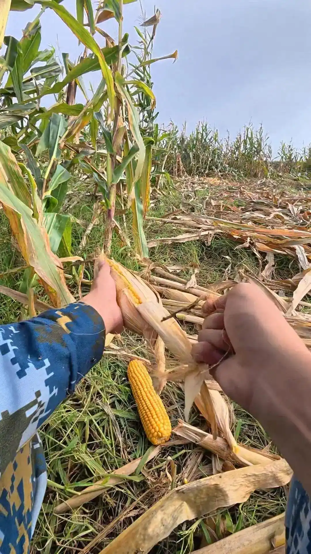孟成掰玉米故事_大学生8天假期掰了7天半玉米_大学生国庆回家掰玉米