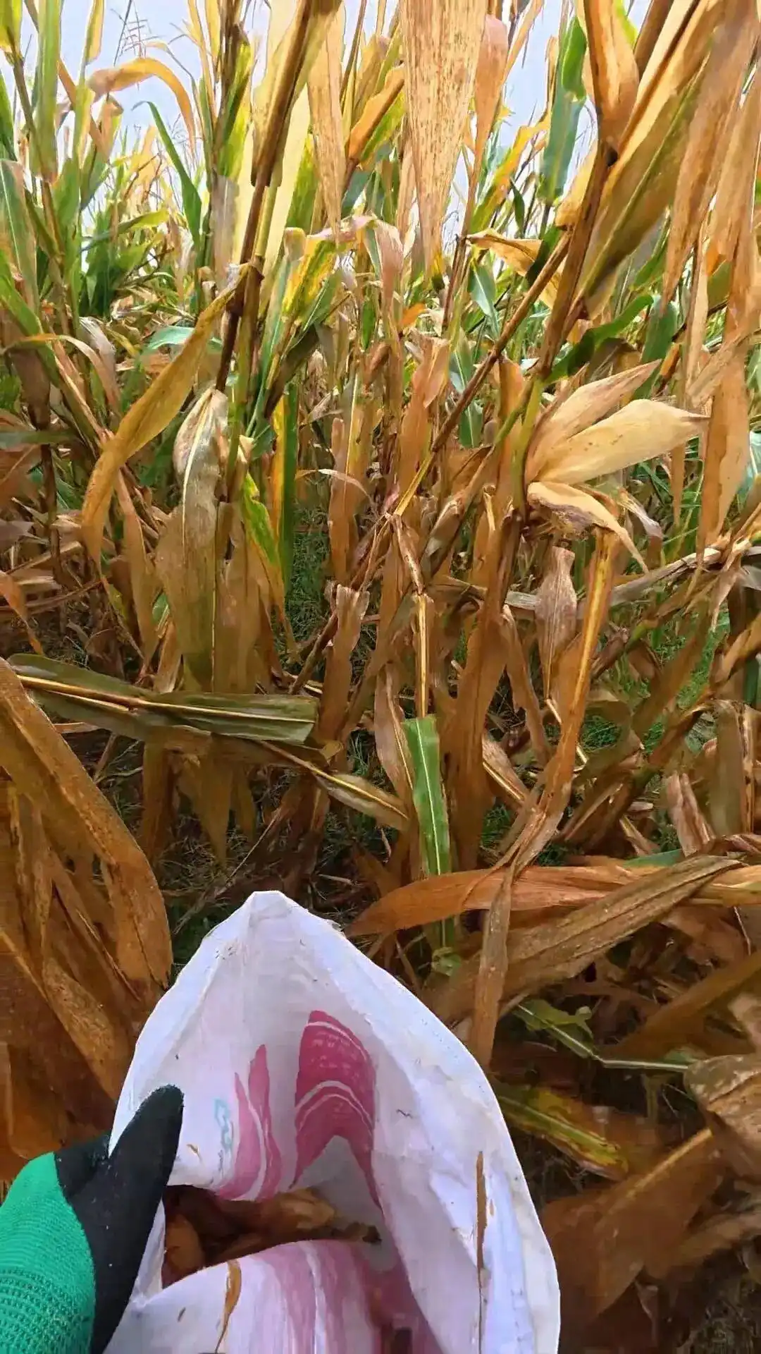 大学生8天假期掰了7天半玉米_孟成掰玉米故事_大学生国庆回家掰玉米