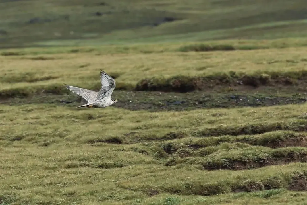 旅行定制师_旅行疲惫感_旅途