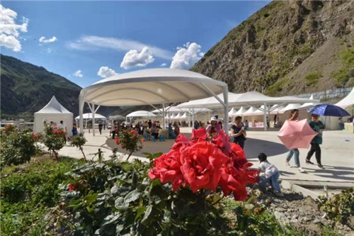 “七夕”玫瑰飘香，纯净小金浪漫整个夏