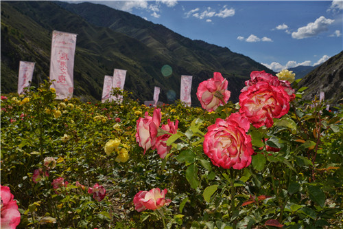 七夕情人_小金高原玫瑰七夕情人季活动_小金玫瑰产业发展模式