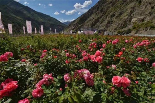 小金高原玫瑰七夕情人季活动_小金玫瑰产业发展模式_七夕情人
