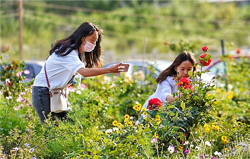 小金高原玫瑰七夕情人季活动_七夕情人_小金玫瑰产业发展模式