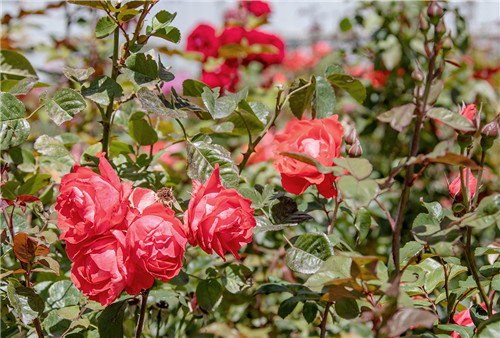 小金高原玫瑰七夕情人季活动_七夕情人_小金玫瑰产业发展模式