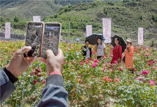 小金玫瑰产业发展模式_七夕情人_小金高原玫瑰七夕情人季活动
