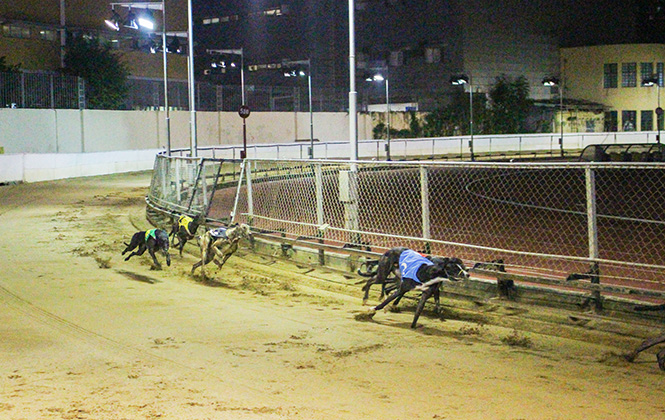 沙田赛马_澳门赛狗视频_跑马地赛马日