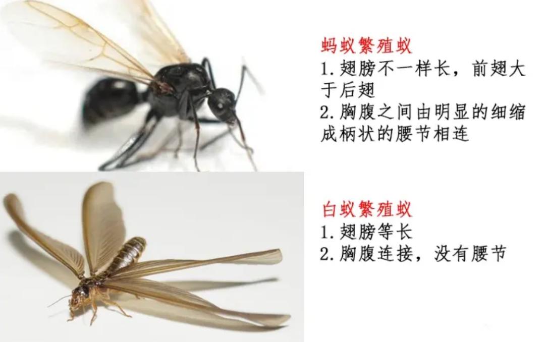 进化的世界_蚂蚁社会性研究_蚂蚁进化过程