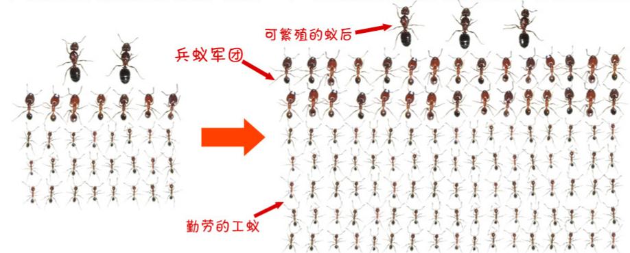 进化的世界_蚂蚁社会性研究_蚂蚁进化过程