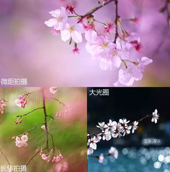 花卉人像拍摄技巧_如何用18一140的镜头拍郁金香_拍出唯美人像的七个要点