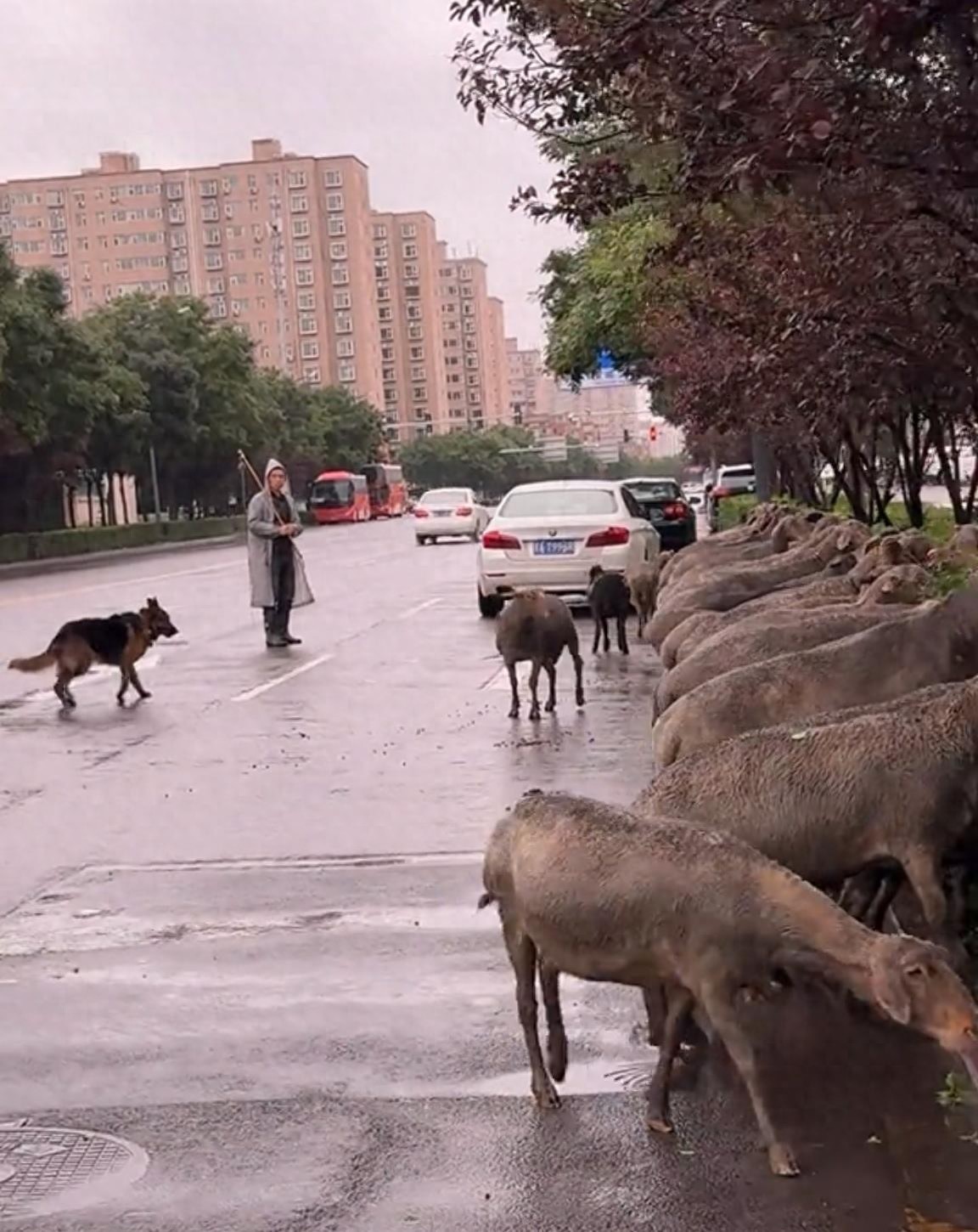 山西太原四五十只羊大街上围吃绿化带，当地居民称经常有羊群路过，多部门回应