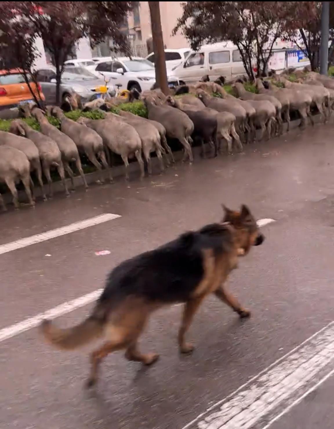 龙城大街羊群事件_太原头条新闻最近焦点_太原城市街头羊群吃绿化带叶子
