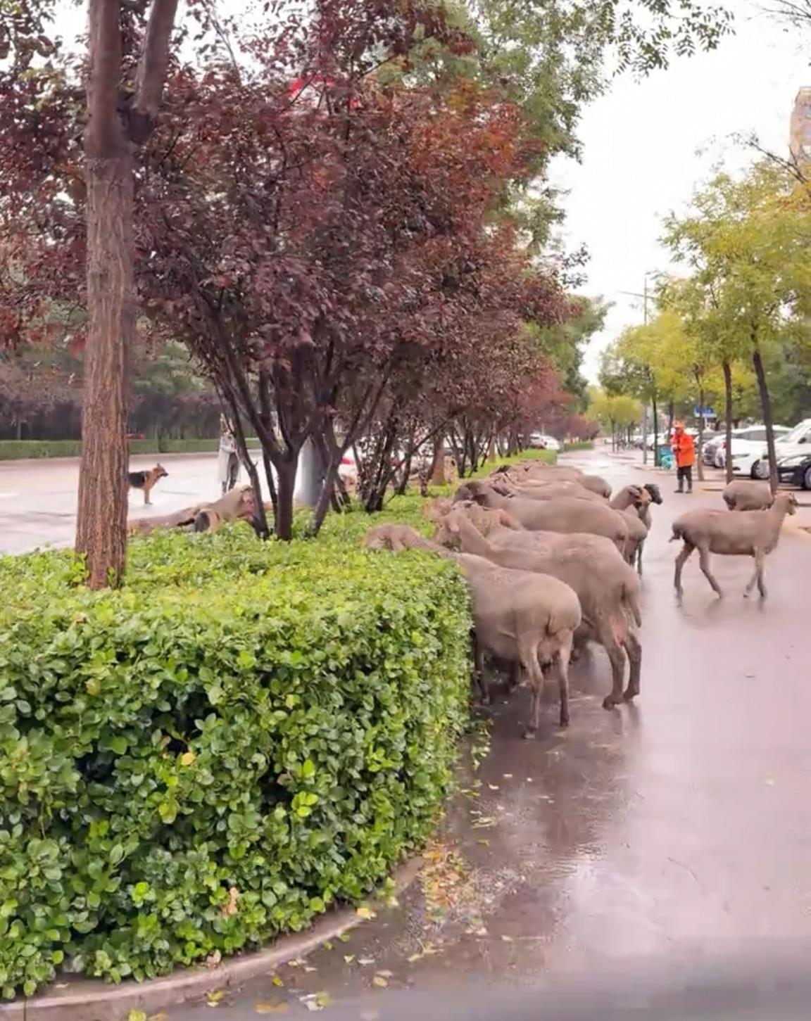 龙城大街羊群事件_太原城市街头羊群吃绿化带叶子_太原头条新闻最近焦点
