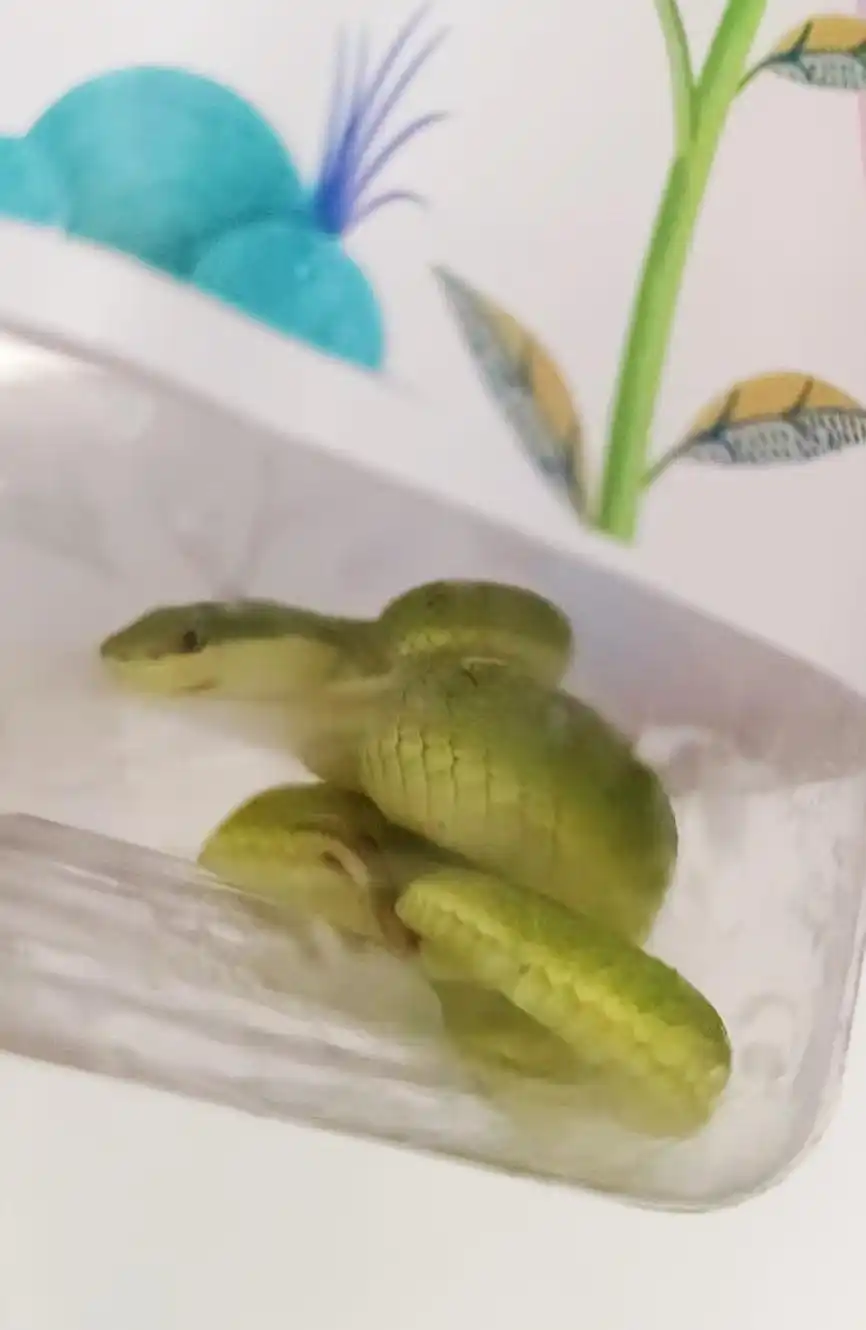 深圳市区现剧毒银环蛇_深圳蛇伤急救指南_徒手抓蛇被竹叶青咬伤