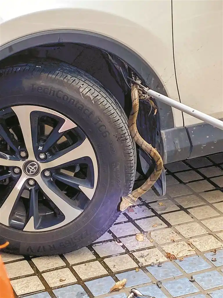 半月捕蛇232次，消防员都抓麻了专家：4月至11月为蛇类活跃期，户外活动需提高警惕