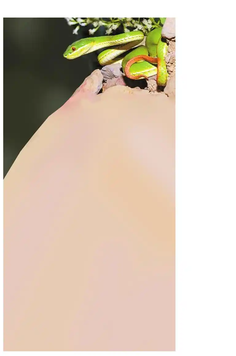 眼镜蛇钻进车内事件_深圳市区现剧毒银环蛇_深圳消防抓蛇