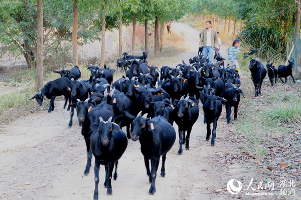 武汉烟草帮扶新洲赢得村民口碑：“他们把扶贫当作事业在做”