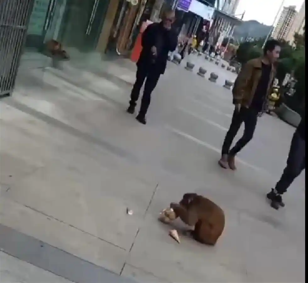 贵州都匀猴子闯入蛋糕店_冬季野猴觅食贵州_贵州的猴子已经进化到上班了