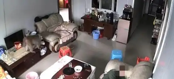 贵阳一猴子趁老人熟睡潜入家中偷吃水果，业主：已装防盗窗