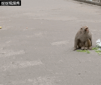 闹市区“猴出没”！小区居民：甚至快递它都要抢，谁来念念“紧箍咒”？