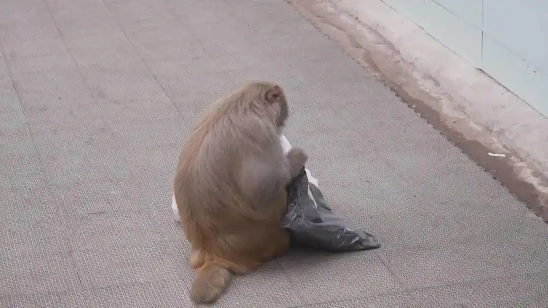 贵阳花果园驱赶猴子_贵州的猴子已经进化到上班了_贵阳花果园猴子扰民