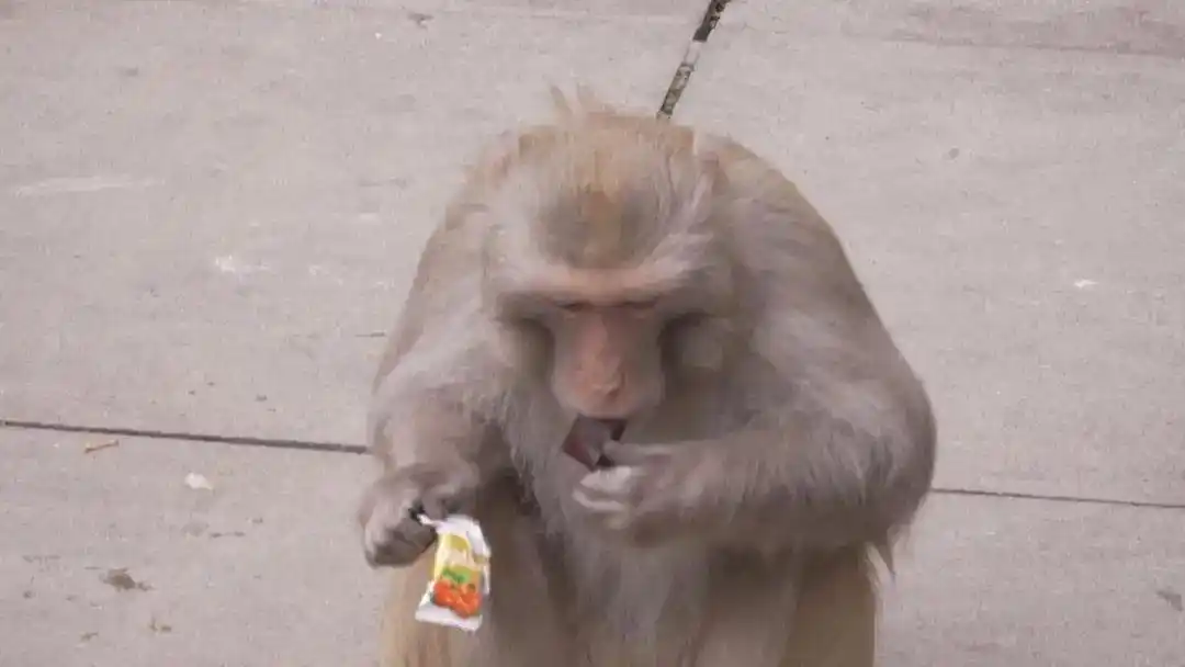 贵州的猴子已经进化到上班了_贵阳花果园猴子扰民_贵阳花果园驱赶猴子