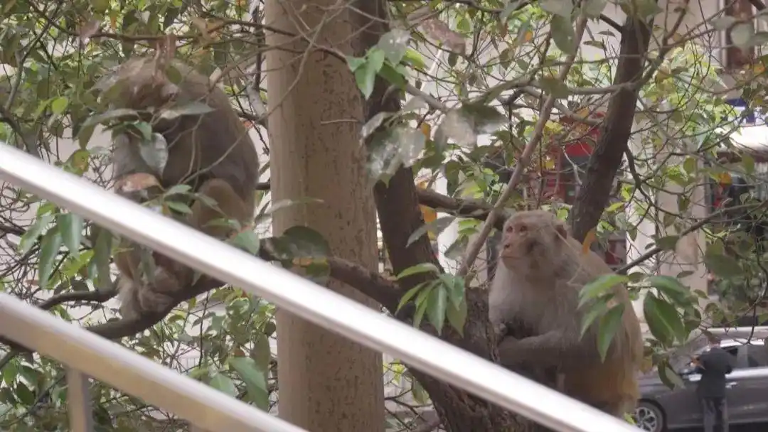 贵阳花果园驱赶猴子_贵阳花果园猴子扰民_贵州的猴子已经进化到上班了