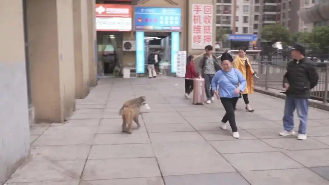 贵州的猴子已经进化到上班了_贵阳花果园猴子扰民_贵阳花果园驱赶猴子