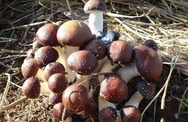 蘑菇山宝库_食用菌介绍_蘑菇种类及图片大全