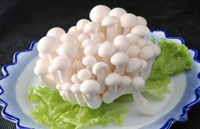 食用菌介绍_蘑菇山宝库_蘑菇种类及图片大全