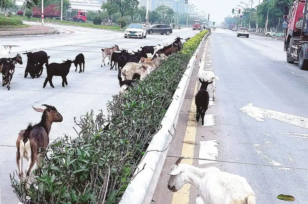 详细阅读:石狮蚶江大道与港口大道交叉口路段,频现羊群绿化带“聚餐” 石狮蚶江大道与港口大道交叉口路段,频现羊群绿化带“聚餐”