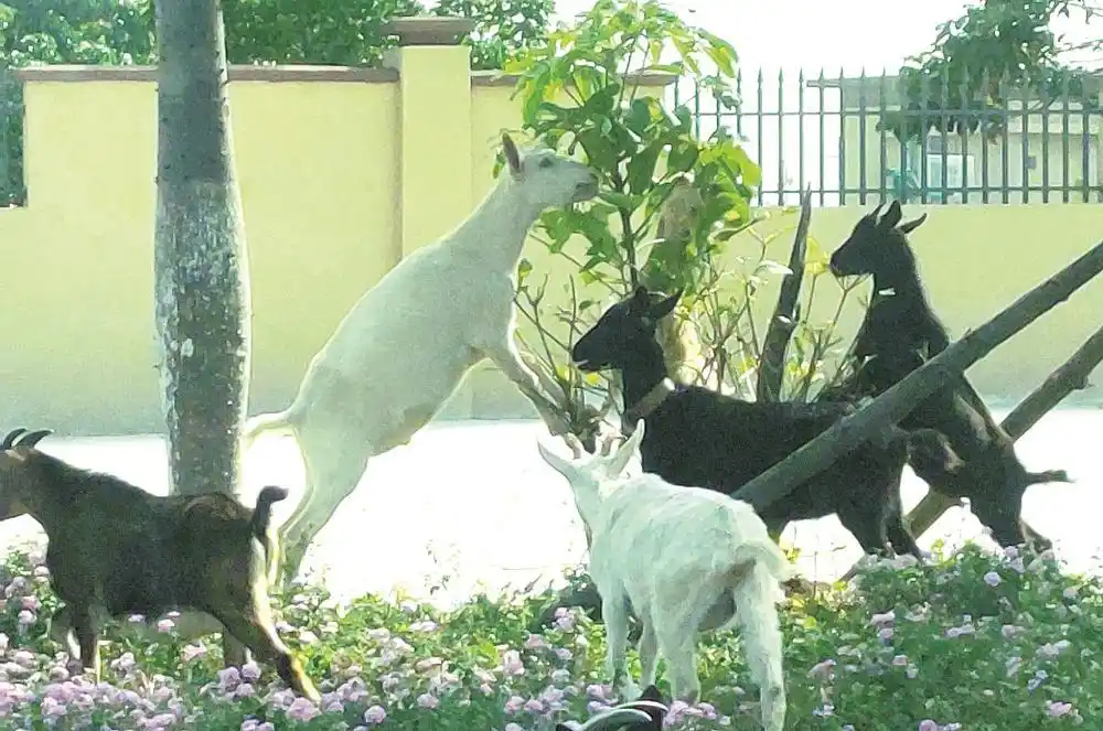 港口大道羊群马路安全_官方回应“四五十只羊围吃绿化带”_蚶江大道羊群啃食绿化带