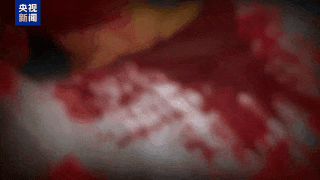 缅北电诈园区残暴管理_缅北魏家接班人:让中国法律制裁我吧_魏家犯罪集团陈大卫杀人祭天