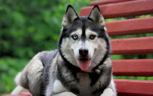 养狗条件 时间 耐心 金钱 空间 设施便利程度 犬类知识 购犬陷阱 品种选择 性别选择 体型大小 性格性格 外貌选择 品种_狗民网免费领养狗狗
