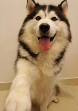 养狗条件 时间 耐心 金钱 空间 设施便利程度 犬类知识 购犬陷阱 品种选择 性别选择 体型大小 性格性格 外貌选择 品种_狗民网免费领养狗狗