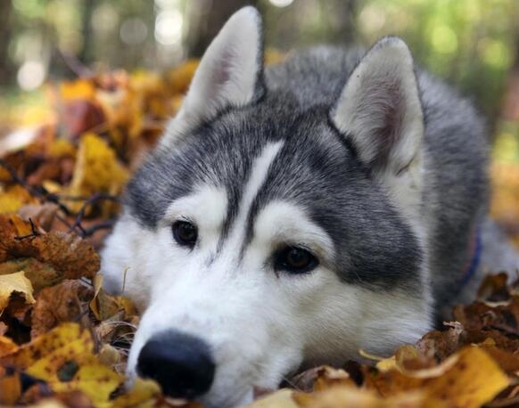 养狗条件 时间 耐心 金钱 空间 设施便利程度 犬类知识 购犬陷阱 品种选择 性别选择 体型大小 性格性格 外貌选择 品种_狗民网免费领养狗狗
