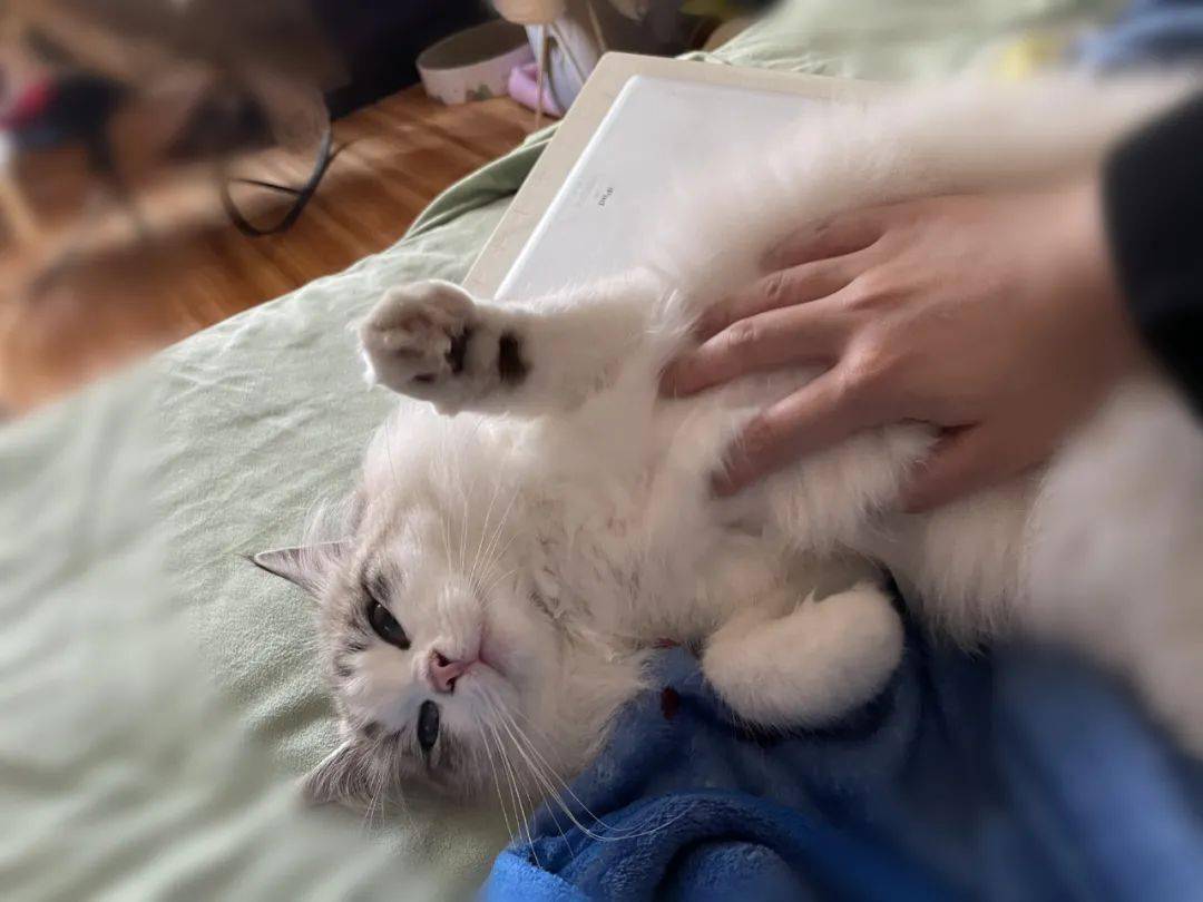 三明“铲屎官”注意了！文明养宠，别让“爱”成为“害”