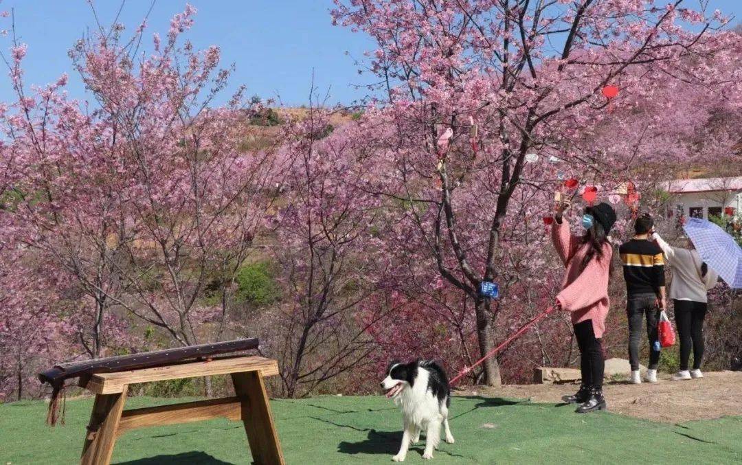 流浪动物收容管理_流浪猫狗咬伤处理_狗民网免费领养狗狗