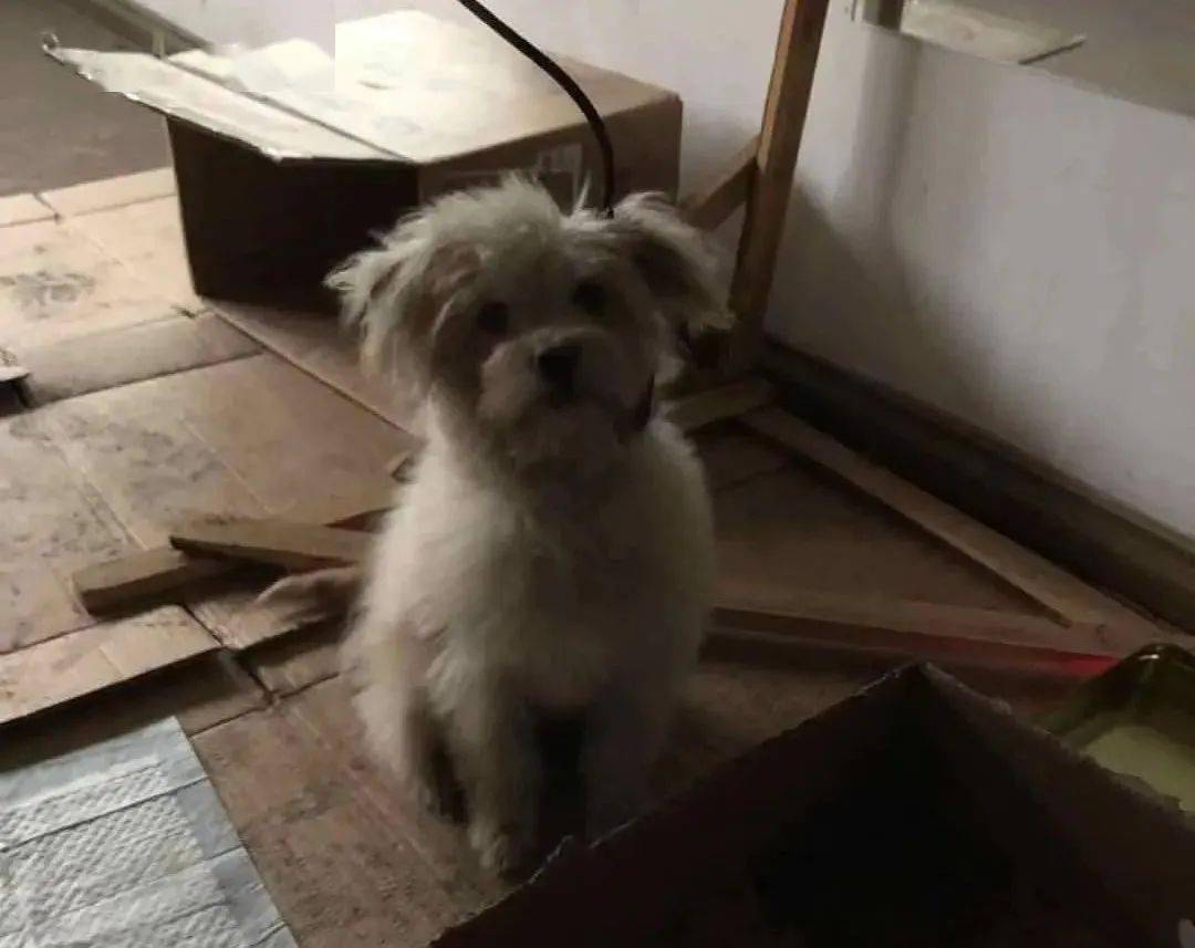 流浪动物收容管理_狗民网免费领养狗狗_流浪猫狗咬伤处理