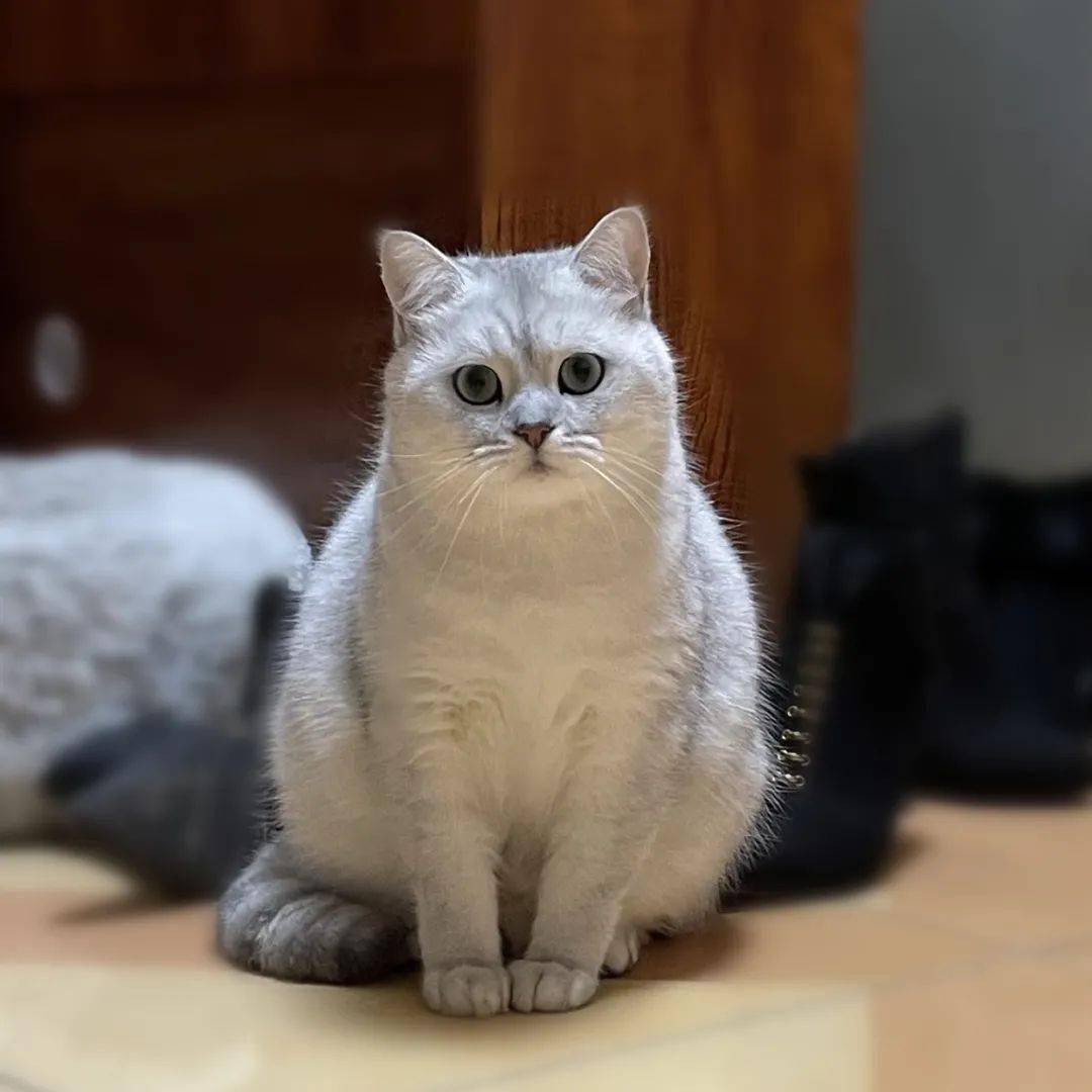 狗民网免费领养狗狗_流浪猫狗咬伤处理_流浪动物收容管理